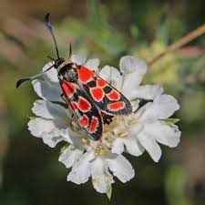 Attēlu rezultāti vaicājumam “Zygaena cocoon”