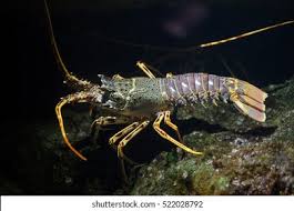 Image result for Palinurus elephas
