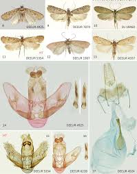 Attēlu rezultāti vaicājumam “Agonopterix hypericella”