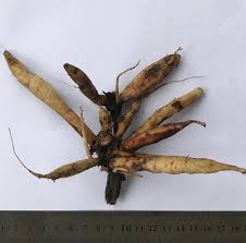 Attēlu rezultāti vaicājumam “Didymium verrucisporum”