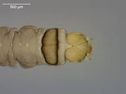 Attēlu rezultāti vaicājumam “Nymphula nitidulata”