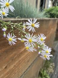 Attēlu rezultāti vaicājumam “Symphyotrichum x salignum flower”