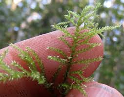 Attēlu rezultāti vaicājumam “Thamnobryum subserratum sporophyte”