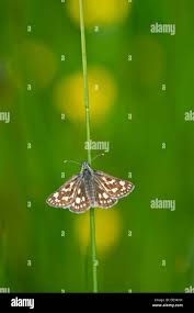 Attēlu rezultāti vaicājumam “Carterocephalus silvicolus underside”