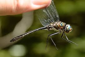 Attēlu rezultāti vaicājumam “Amarillidaceae”