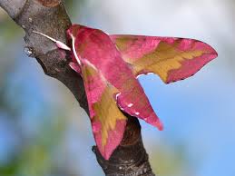 Attēlu rezultāti vaicājumam “Deilephila porcellus”