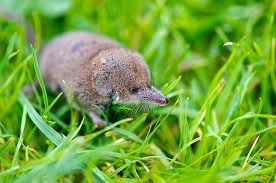 Attēlu rezultāti vaicājumam “Sorex araneus”