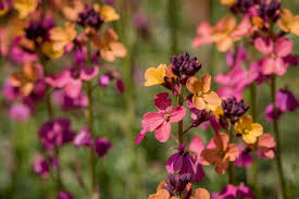 Image result for Cheiranthus cheiri