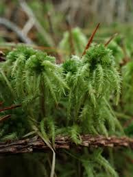 Attēlu rezultāti vaicājumam “Sphagnum flexuosum”