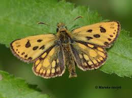Attēlu rezultāti vaicājumam “Carterocephalus silvicolus”