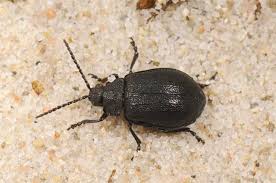 Attēlu rezultāti vaicājumam “Galeruca tanaceti”