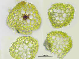 Attēlu rezultāti vaicājumam “Gymnostomum calcareum”