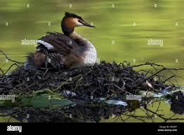 Attēlu rezultāti vaicājumam “Podiceps cristatus nest”