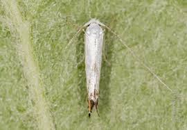 Attēlu rezultāti vaicājumam “Lyonetia prunifoliella”