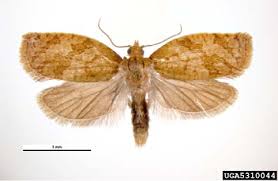 Attēlu rezultāti vaicājumam “Tritomaria exsecta macro”