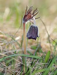 Attēlu rezultāti vaicājumam “Pulsatilla pratensis”