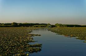 Attēlu rezultāti vaicājumam “Trapaceae”