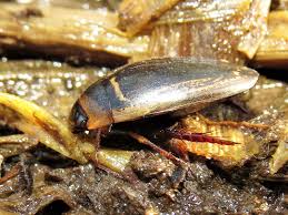 Attēlu rezultāti vaicājumam “Hydaticus transversalis”