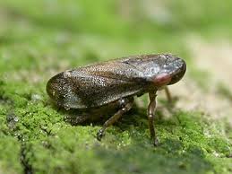 Attēlu rezultāti vaicājumam “Neophilaenus lineatus”