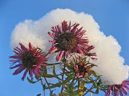 Attēlu rezultāti vaicājumam “Oenothera rubricauli flower”