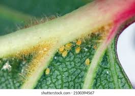 Attēlu rezultāti vaicājumam “Panonychus”