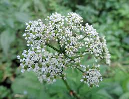 Attēlu rezultāti vaicājumam “Chaerophyllum aromaticum”