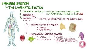 Image result for Thymus