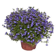 Image result for Männertreu