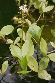 Attēlu rezultāti vaicājumam “Menyanthes trifoliata”