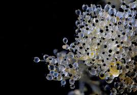 Attēlu rezultāti vaicājumam “Pilobolus crystallinus”