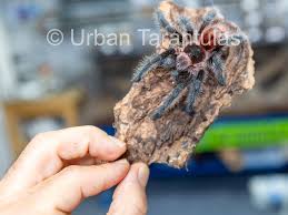 Attēlu rezultāti vaicājumam “Trachyspora intrusa”