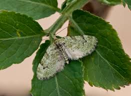 Attēlu rezultāti vaicājumam “Chloroclystis v-ata”