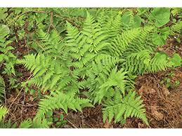 Attēlu rezultāti vaicājumam “Dryopteris carthusiana”