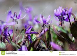 Attēlu rezultāti vaicājumam “Erythronium sibiricum”