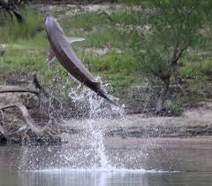 Image result for Acipenser desotoi