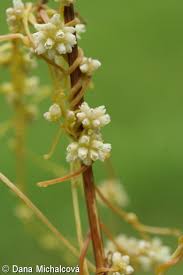 Attēlu rezultāti vaicājumam “Cuscuta europaea flower”