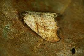 Attēlu rezultāti vaicājumam “Falcaria lacertinaria”