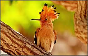 Attēlu rezultāti vaicājumam “Upupa epops adult”