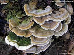 Attēlu rezultāti vaicājumam “Lenzites betulina”