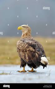 Attēlu rezultāti vaicājumam “Haliaeetus albicilla adult”