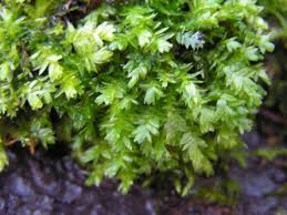 Attēlu rezultāti vaicājumam “Plagiothecium nemorale”