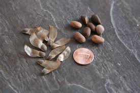 Attēlu rezultāti vaicājumam “Pinus ponderosa fruit”