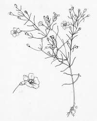 Attēlu rezultāti vaicājumam “Orobanchaceae”