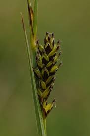 Attēlu rezultāti vaicājumam “Carex hostiana”