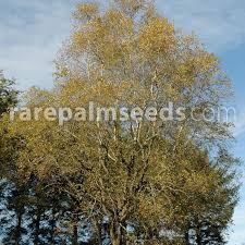 Attēlu rezultāti vaicājumam “Betula pubescens flower”
