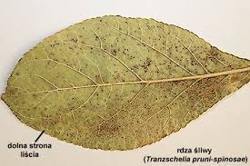 Attēlu rezultāti vaicājumam “Tranzschelia pruni-spinosae”