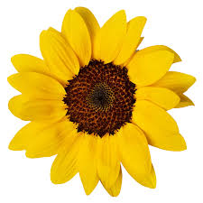 Image result for Helianthus annuus