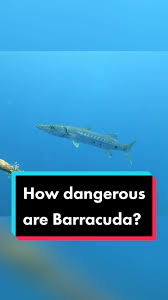 Image result for Black Country Barracudas Sub Aqua Club
