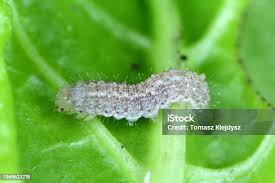 Attēlu rezultāti vaicājumam “Mamestra brassicae exuvia”