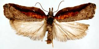 Attēlu rezultāti vaicājumam “Acleris cristana”